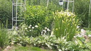 Он украсит ваш дом, ваш сад, вашу жизнь! Ячмень гривастый!