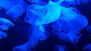 Видео для расслабления, очень красивая и спокойная музыка.