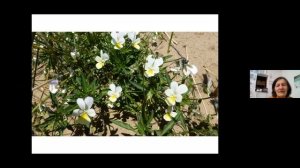 Wildlife and Ecology of Braunton Burrows with Ecologist Mary Breeds