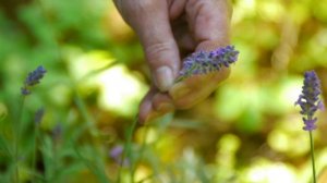 Maintaining & Pruning Shrubs : How to Grow Lavandula Angustifolia