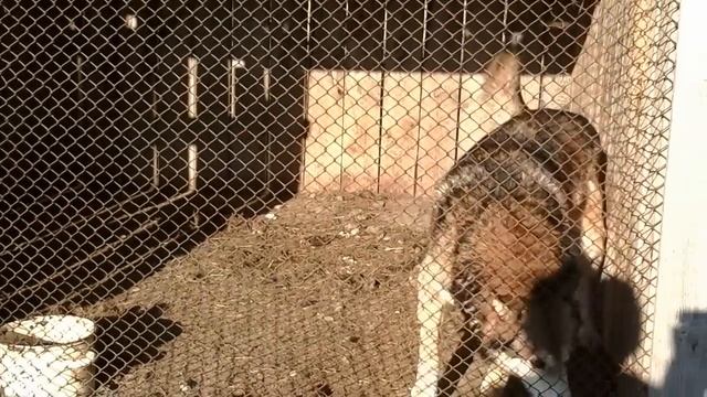 Западно-Сибирские лайки. Тюменская область смотреть онлайн