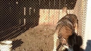 Западно-Сибирские лайки. Тюменская область