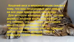 Сонник. Если вам приснилась кошка, кот, котенок.