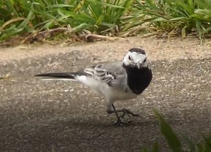Птицы. Белая Трясогузка, Motacilla alba, 24.07.2022, Великий Новгород