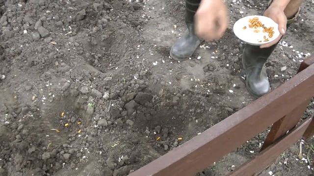 Посадка фасоли смотреть онлайн