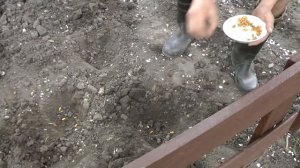 Посадка фасоли