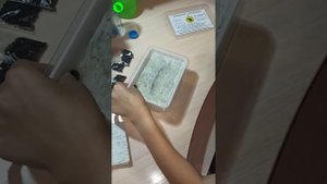 Выращивание микрозелени лука в домашних условиях.