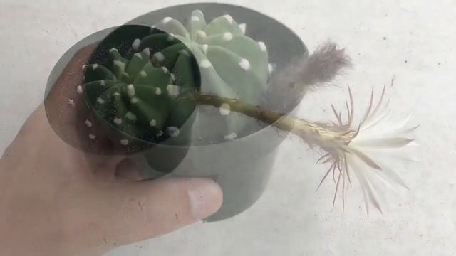 Echinopsis subdenudata late summer bloom || Flowering Cacti