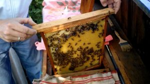 Закладка маточников. Подготовка пчел к роению.