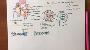 СЕРДЦЕ: Проводящая система и механизм сокращения кардиомиоцитов