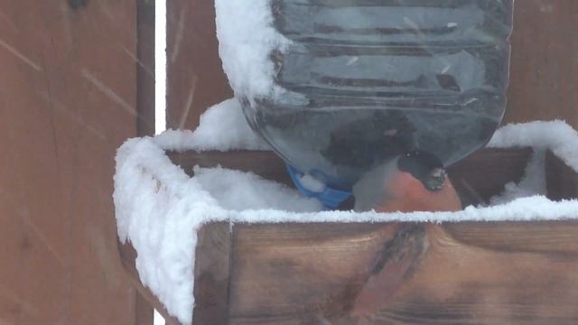 Царь кормушки. Снегирь смотреть онлайн