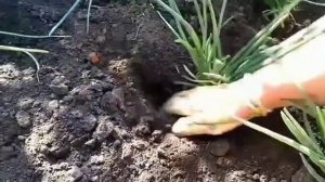 Лук и Чеснок сразу идут в РОСТ! Зола сухая и Раствор увеличивает урожай, Луковая МОШКА Исчезнет
