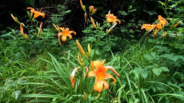 🧡 Сборник потрясающей муз. Эдгара Туниянц, Расслабляющая музыка, невероятно красивая музыка для душ смотреть онлайн