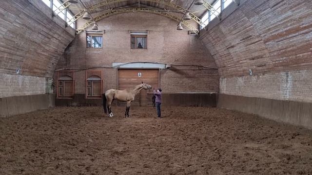 Продажа Ахалтекинских лошадей Sale of Akhal-Teke horses https://akhaltekellc.com смотреть онлайн