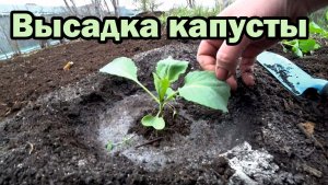 Высаживаем рассаду ранней и среднеспелой капусты