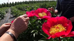 Пион LITTLE CORPORAL - маленький капрал / Сад Ворошиловой