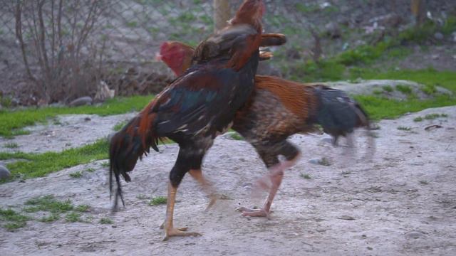 ХУРУСЧАНГ смотреть онлайн