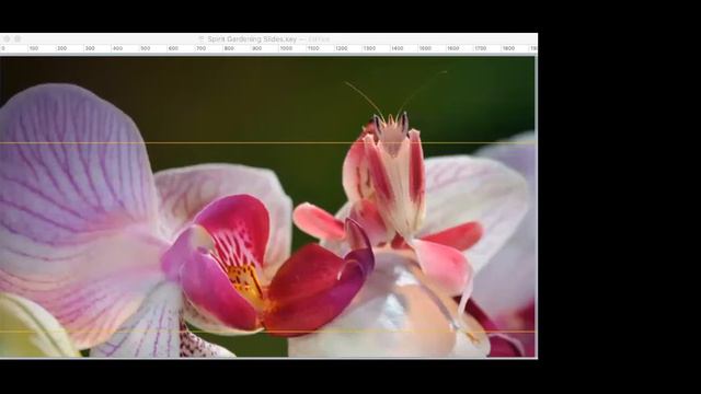 Spirit Gardening Masterclass