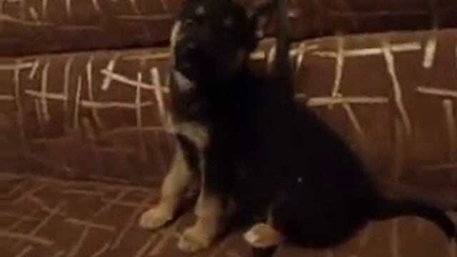 ciobanesc german 2 luni hamaie (немецкая овчарка 2 месяца гавкает) смотреть онлайн