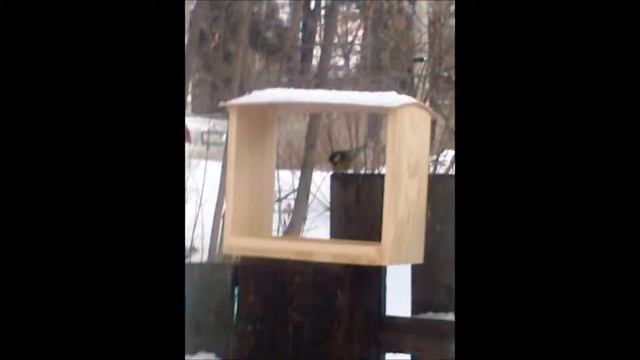 Забота о птицах