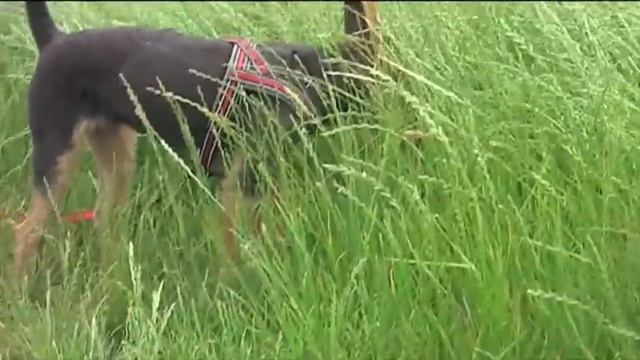 Вена Влог № 02, in Russian смотреть онлайн