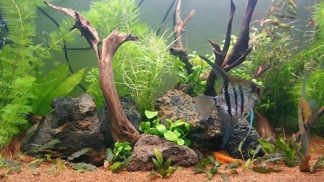 Быстрый запуск аквариума #аквариумистика #аквариумистика #aquarium #аквариумдома