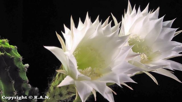 Cactus flowers opening time lapse (Echinopsis oxygona) смотреть онлайн