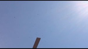 Краснодарские бойные голуби: Начинаем полёты