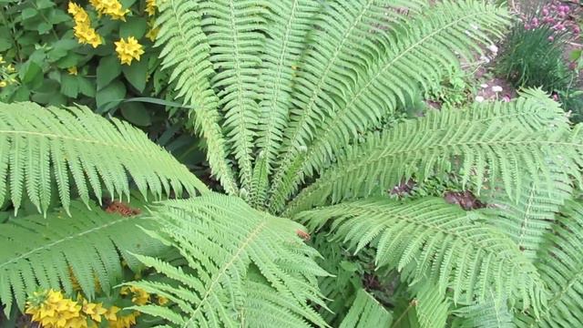 7 садовых растений которые растут в полутени на моем участке