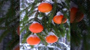 Максиму 15 лет. С днем рождения!