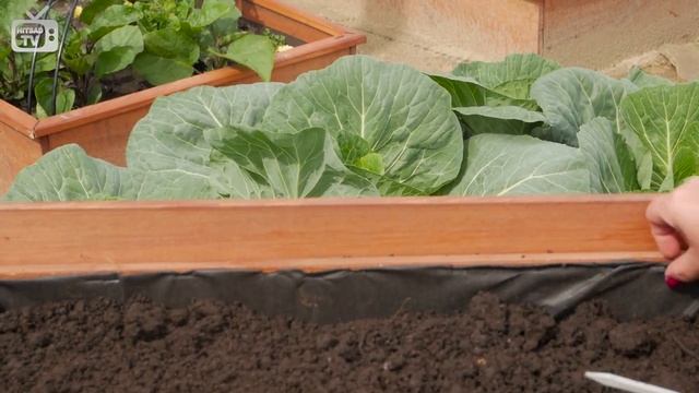 Где купить высокие грядки? Онлайн садовый центр hitsad.ru новинки 2017 смотреть онлайн