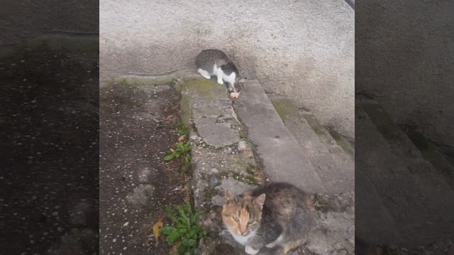 Старые знакомые 🐈 и почти всегда голодные ☹︎ смотреть онлайн