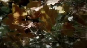 П.И.Чайковский -  Осень.... _Октябрь_- Tchaikovsky  -The Seasons - October