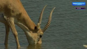 В Калмыкии растет численность популяции сайгаков