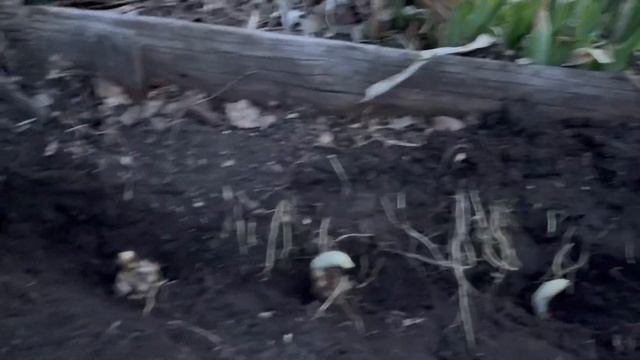 Лилии с ростками Посадка весной в грунт Как надо сделать! смотреть онлайн