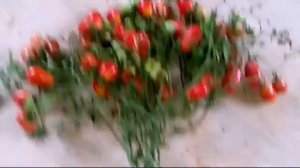 Томаты сорта Чио Чио Сан от Гавриш!