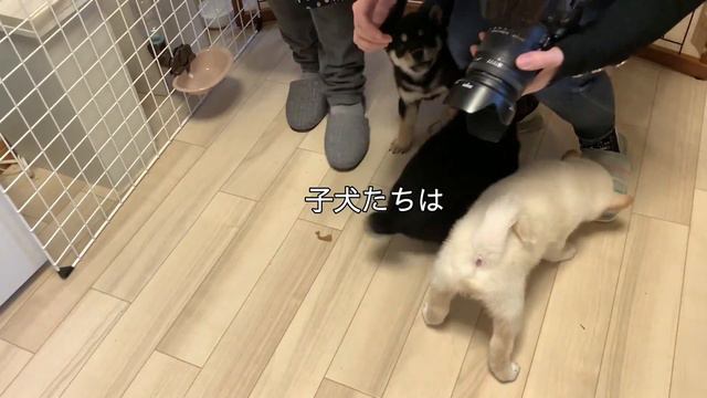 【メロメロ】とあるWEBメディアの記者さんたちが黒柴りつファミリーの訪問取材に訪れた結果・・・【字幕】 смотреть онлайн