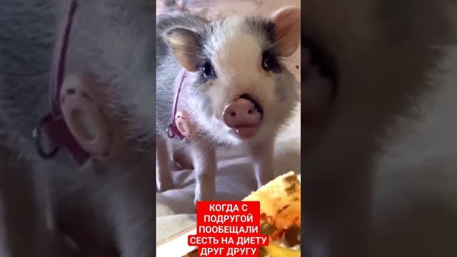 МЕМ НЕГР С РЕСНИЦАМИ И КУШАЮЩИЙ ПОРОСЕНОК СВИН