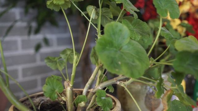 Как обрезать Пеларгонию для пышного цветения ☘ Обрезка Герани на зиму смотреть онлайн