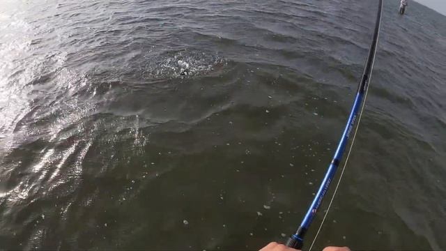 Wade fishing and Bull Redfish on Gulp shrimp! смотреть онлайн