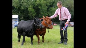 Мини коровы (Декстеры). Mini cows (Dexter)