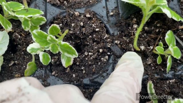 Плектрантус ампельный, уход и размножение. смотреть онлайн