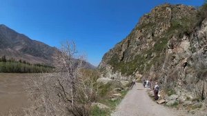 Поездка на Алтай в мае! Чемал, Куюс, водопад и цветение маральника!#горныйалтай#алтайвесной