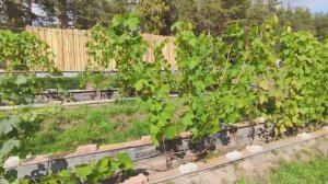 Виноград в Сибири! Ключ к успеху! Предварительная обрезка лозы на плодоношение.