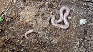 Cobra-cega (Blanus cinereus)