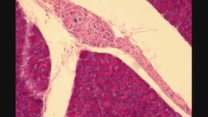 ПОДЖЕЛУДОЧНАЯ ЖЕЛЕЗА  PANCREAS  гистологическое строение