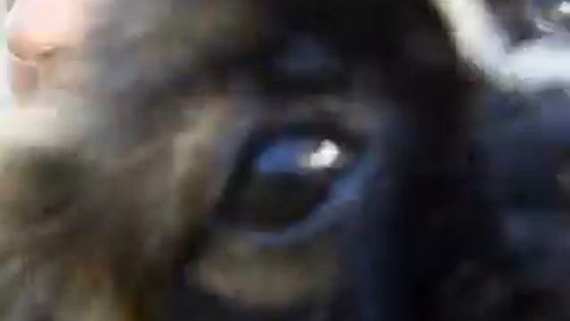 Самый лучший собак. смотреть онлайн