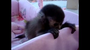 Копия видео "МАЛЕНЬКИЕ ОБЕЗЬЯНКИ - ПОДБОРКА ПРИКОЛОВ \ FUNNY AND CUTE LITTLE MONKEYS"