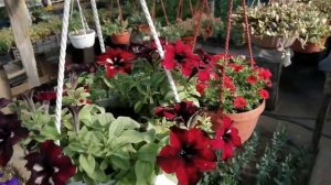 Вегетативная петуния "Грозовое НЕБО". ЧТО ДЕЛАТЬ ЕСЛИ ПЕТУНИЯ НЕ РАСТЁТ.