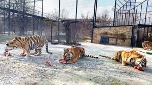 Тигриный аттракцион! КАК КОРМЯТ ТИГРОВ?!